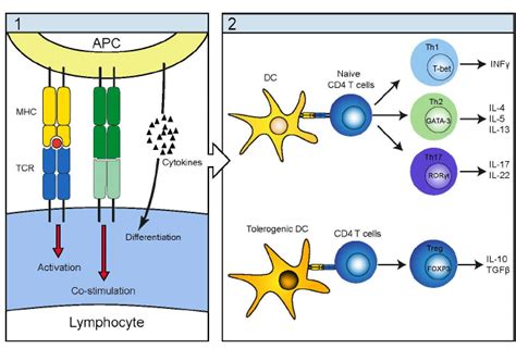 Schematic illustration of the antigen presenting cells (APC) antigen...