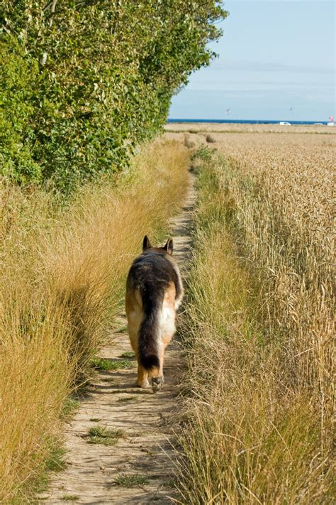 Dog Walking Through Fields Free Stock Photo - Public Domain Pictures