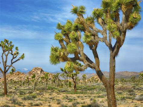 Deserts Habitat | Definition, Location, Animals & Plants