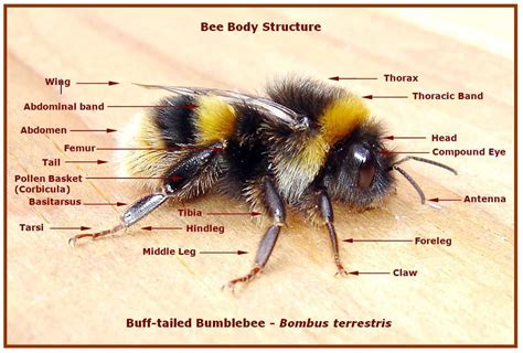 The Anatomy of a Bumble Bee: A Visual Guide