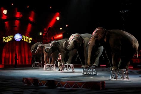 Retiring Elephants Take Last Bow in 'Greatest Show on Earth' - Newsweek