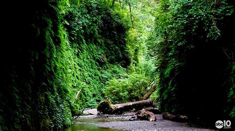 In Humboldt County, find one of California's only rainforests | abc10.com