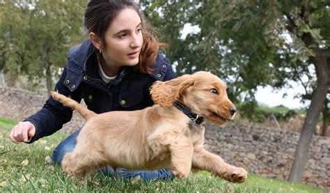 Cocker Spaniel Training Mistakes To Avoid: Tips For Success - Easy Spaniel Training