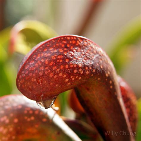 Darlingtonia californica, Cobra Lily, carnivorous plants seeds, 10s+ – Little Green Monsters