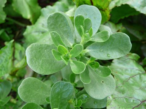 Green Purslane Summer Herb | Herb | Premier Seeds Direct Ltd