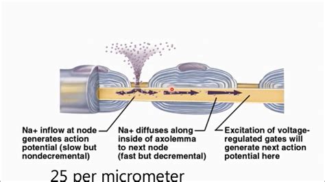 Saltatory Conduction - YouTube