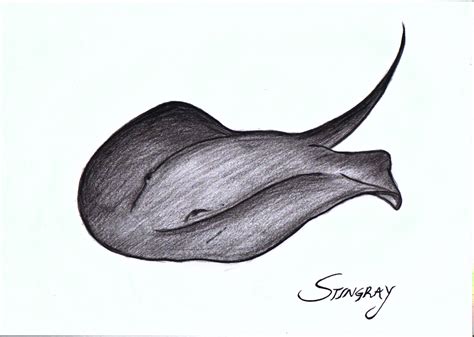 Black and White Stingray Sketch