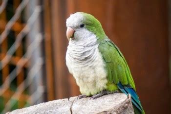 Quaker Parrot Sounds & What They Mean (With Audio) | Pet Keen