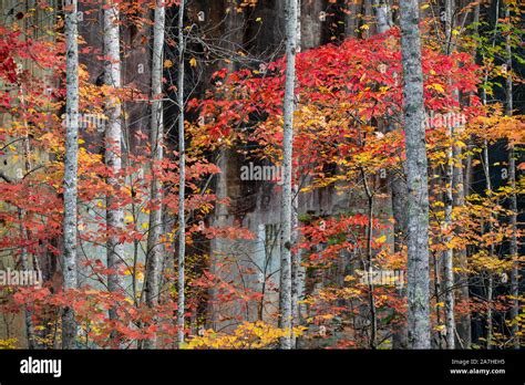 Vibrant fall colors in Pisgah National Forest, Brevard, North Carolina ...