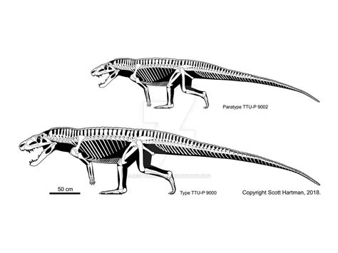 Postosuchus (Skeletal Reconstruction by Scott Hartman) | Flickr