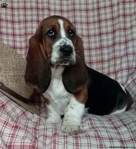 Teacup Basset Hound