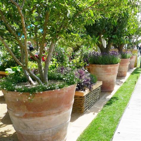 Italian Terrace | How to pot up exceptionally large terracotta pots | Italian Terrace | Large ...