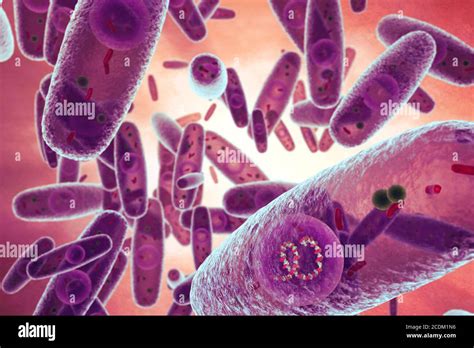 Pasteurella Multocida Human Infection