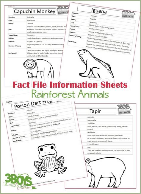 Rainforest Animals Fact Files - 3 Boys and a Dog, Shop