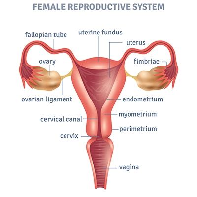 Laparoscopic Hysterectomy | Dr. Deepa Ganesh