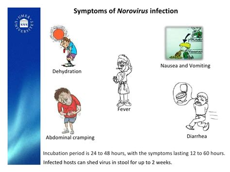 Norovirus - meet the HERBS - theHERBAL CachetheHERBAL Cache - Nature's Pharmacy