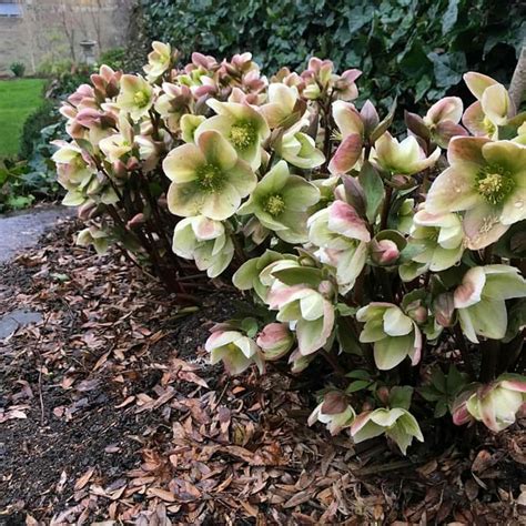 Ivory prince hellebores | Front yard plants, Shade garden, Shade plants