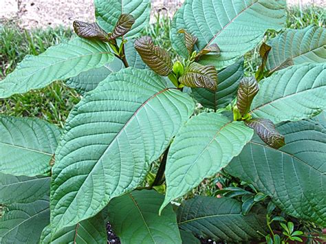 Kratom | InfantRisk Center