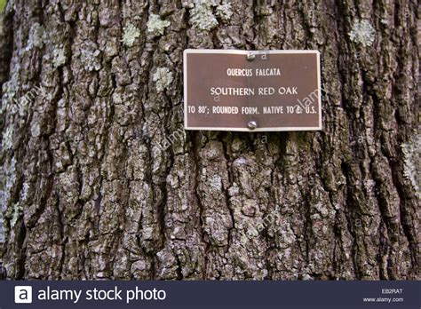 Close view of the bark and trunk of a southern red or Spanish oak Stock ...