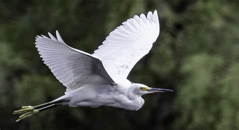 Flying Snowy Egret - Glen Harriman on Fstoppers