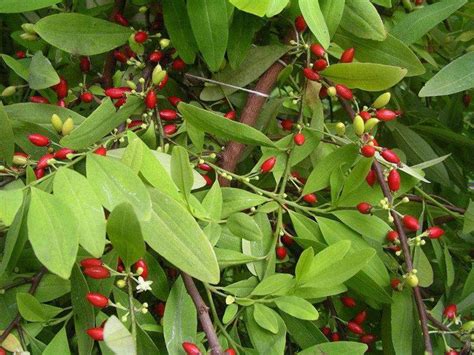 Erythroxylum - Alchetron, The Free Social Encyclopedia