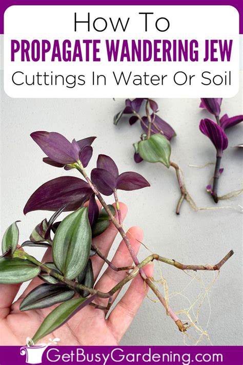 Propagating Wandering Jew (Tradescantia) In Water Or Soil - Get Busy Gardening | Wandering jew ...