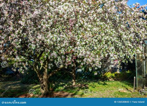 Apple Tree with White Flowers Stock Image - Image of focus, environment ...