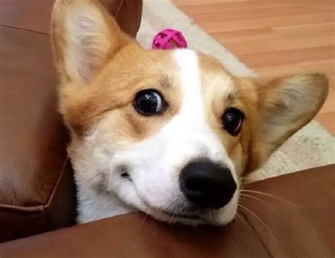 14 Reasons Corgis Are The Worst Indoor Dog Breed Of All Time – The Paws