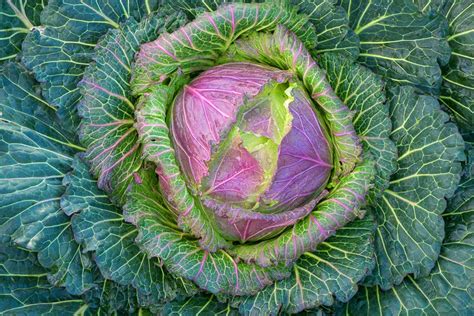 “January King Cabbage,” by Debby Hatch, of Lopez Island Kitchen Gardens.