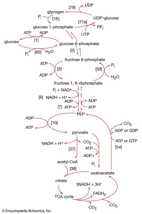 Metabolism - Synthesis, Building Blocks, Energy | Britannica