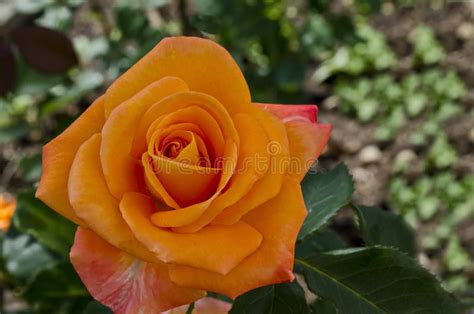 Orange Rose Bush In Bloom At Natural Outdoor Garden, District Drujba ...