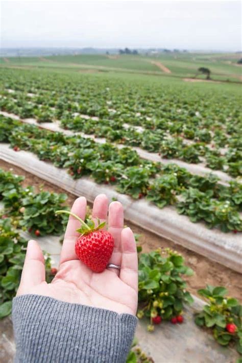 California Strawberries Farm Tour - Pinch My Salt