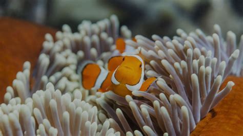 ‘The Great 8’ Animals of the Great Barrier Reef - Great Barrier Reef Foundation