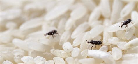 Fumigation for Grain Weevils - Weevil Exterminator