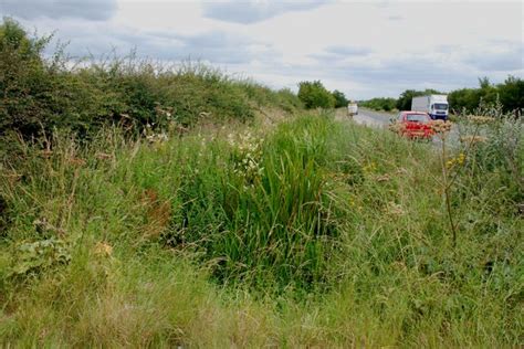 Flowers and Weeds Growing in Roadside... © Mick Malpass :: Geograph Britain and Ireland