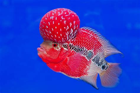 Types Of Flowerhorn Fish With Pictures | Best Flower Site