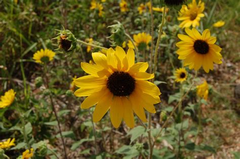 Brenda's "Texas Wild" Garden: Wild Texas Sunflowers