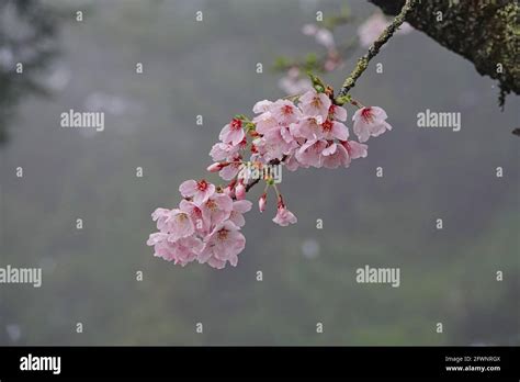 Cherry blossoms in full bloom.Train, cherry blossom, tree, cloud. Various views of Alishan ...