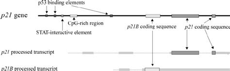 The p21 gene. The p21 gene encodes two proteins, p21 and p21B, with no ...