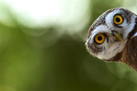 GuruShots | The World's Greatest Photography Game | Beautiful owl, Owl ...