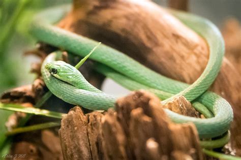 Rough Green Snake - Cincinnati Zoo & Botanical Garden®