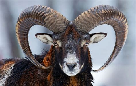 Ram Symbolism & Meaning (+Totem, Spirit & Omens) – Pet News Live