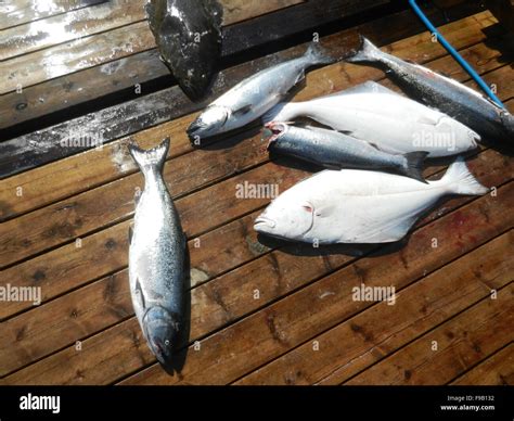 fish on dock Stock Photo - Alamy