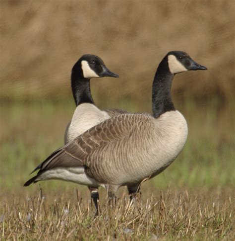 Canada Geese