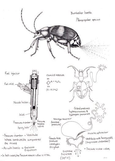 Bombardier beetle Pheropsophus species - Lizzie Harper