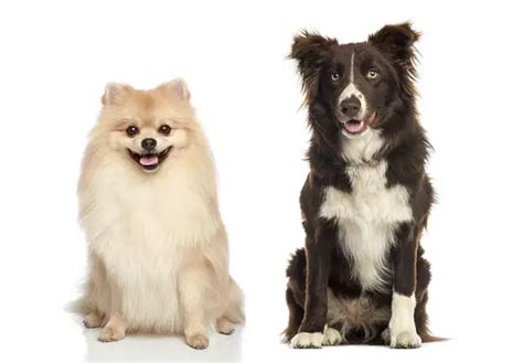 All About The Pomeranian Border Collie Mix (With Pics)