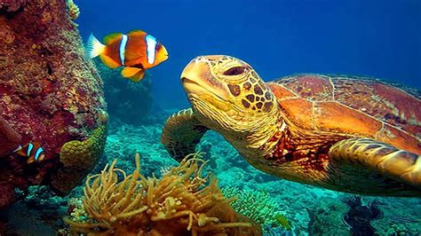 11 HOURS Stunning Underwater footage + Music, great barrier reef turtle ...