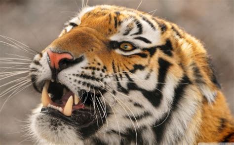 Wide - Tiger Roar (#1107531) - HD Wallpaper & Backgrounds Download