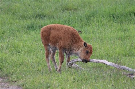 Baby Bison are Extremely Cute. Just Look at Their Furry Faces! - Modern Farmer