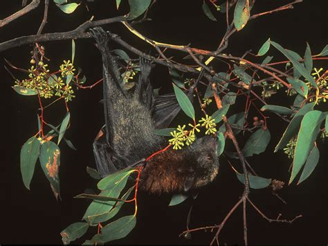 Australian Bats - The Australian Museum